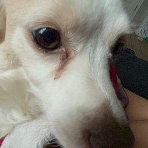 Meet your Posher, Briley